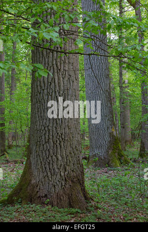 Monumentale Eichen im Frühling Laub stehen von Białowieża Wald Stockfoto