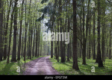 Sommergrüne Stand von Białowieża Wald an sonnigen Frühling morgens und Boden Straße innen gegen Sonnenlicht Stockfoto