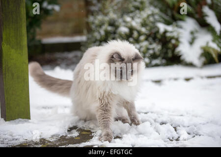 RAGDOLL KATZE SPIELT ZUM ERSTEN MAL IM SCHNEE Stockfoto