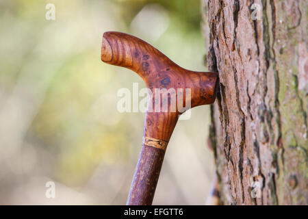 Traditionelle handgefertigte Spazierstock mit burr Ulmenholz derby Griff Stockfoto