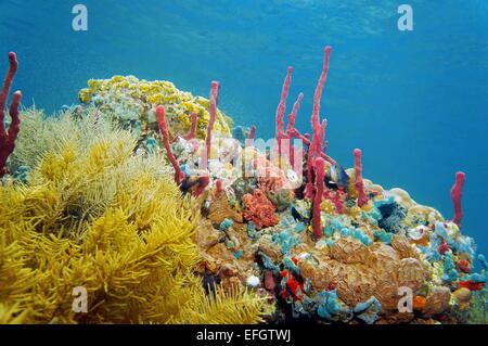 Riff unter Wasser mit bunten Schwämmen und Korallen, Caribbean Stockfoto