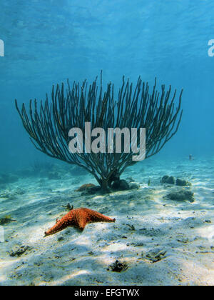 Meer-Stab Weichkorallen mit einem Kissen-Seestern auf sandigen Meeresboden, Caribbean Stockfoto