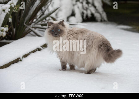 RAGDOLL KATZE SPIELT ZUM ERSTEN MAL IM SCHNEE Stockfoto