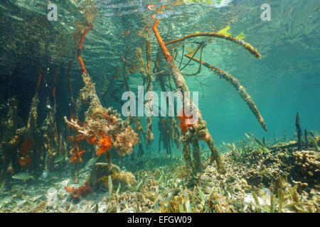 Unterwasser Wurzeln der rote Mangrove, Rhizophora mangle, in der Karibik, Panama Stockfoto