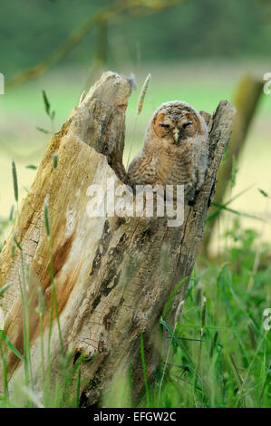 Junger Waldkauz sitzt auf einem Baum Stump nest Stockfoto