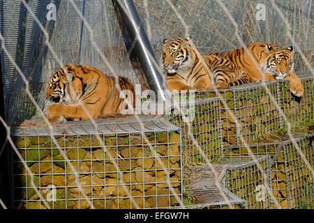 London Zoo, London, UK. 4. Februar 2015. Die drei Sumatran Tiger-Drillinge Nakal, Budi und Cinta genießen die Wintersonne auf ihren Geburtstag. Bildnachweis: Rachel Megawhat/Alamy Live-Nachrichten Stockfoto