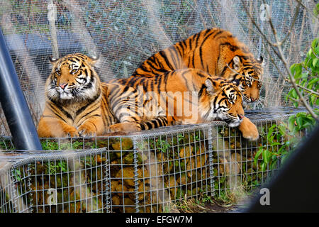 London Zoo, London, UK. 4. Februar 2015. Die drei Sumatran Tiger-Drillinge Nakal, Budi und Cinta genießen die Wintersonne auf ihren Geburtstag. Bildnachweis: Rachel Megawhat/Alamy Live-Nachrichten Stockfoto