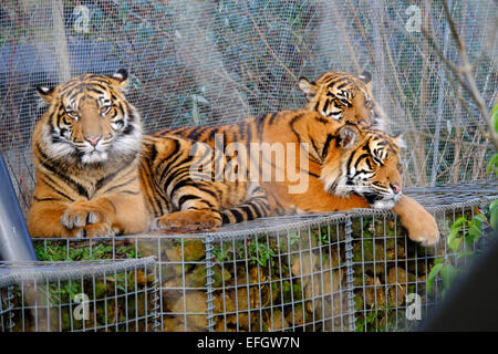 London Zoo, London, UK. 4. Februar 2015. Die drei Sumatran Tiger-Drillinge Nakal, Budi und Cinta genießen die Wintersonne auf ihren Geburtstag. Bildnachweis: Rachel Megawhat/Alamy Live-Nachrichten Stockfoto