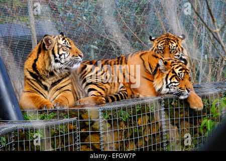 London Zoo, London, UK. 4. Februar 2015. Die drei Sumatran Tiger-Drillinge Nakal, Budi und Cinta genießen die Wintersonne auf ihren Geburtstag. Bildnachweis: Rachel Megawhat/Alamy Live-Nachrichten Stockfoto