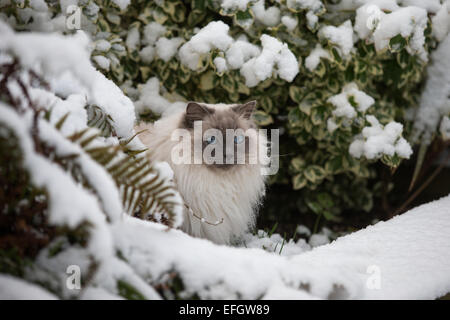 RAGDOLL KATZE SPIELT ZUM ERSTEN MAL IM SCHNEE Stockfoto