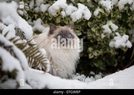 RAGDOLL KATZE SPIELT ZUM ERSTEN MAL IM SCHNEE Stockfoto