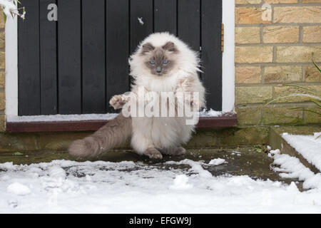 RAGDOLL KATZE SPIELT ZUM ERSTEN MAL IM SCHNEE Stockfoto