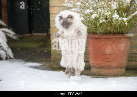 RAGDOLL KATZE SPIELT ZUM ERSTEN MAL IM SCHNEE Stockfoto