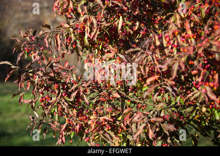 Euonymus Europaeus genannt auch Spindel Baum Stockfoto