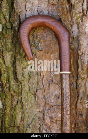 Traditionelle Handarbeit Hazel Wood Hirten crook mit Amerikanischer Nussbaum Griff Stockfoto