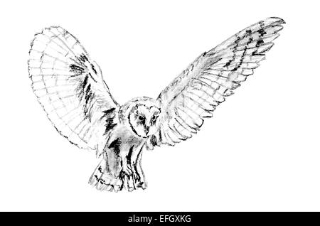 Zeichnung des fliegenden Schleiereule (Tyto Alba) Stockfoto