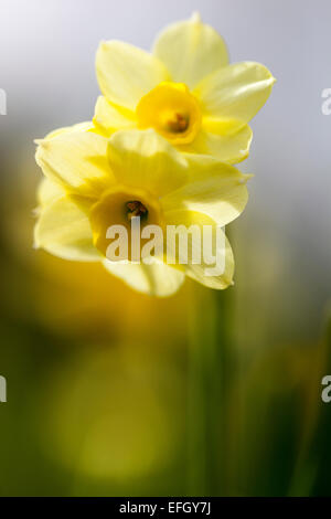 Narcissus Tazetta "Elritze" Stockfoto