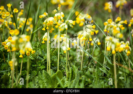 Primula Veris (gemeinsame Schlüsselblume) Stockfoto