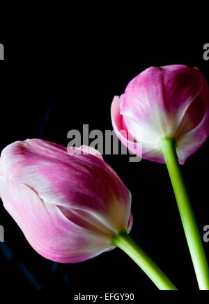Close up of two pink tulips from below Stockfoto