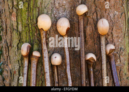 Vielzahl von traditionellen handgefertigten Hazel Wood Hirten Gauner mit knobstick Griffe Stockfoto