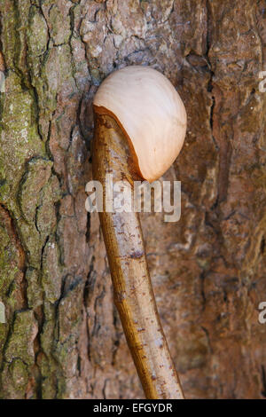 Traditionelle Handarbeit Hazel Wood Hirten crook mit knobstick Griff Stockfoto