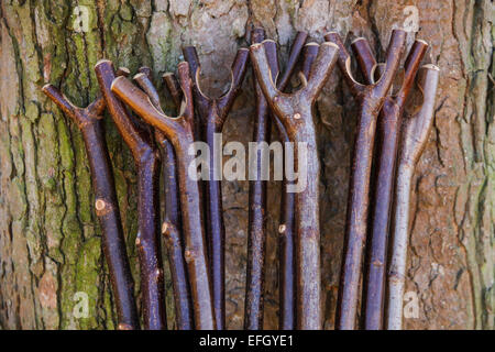 Vielzahl von traditionellen handgefertigten Hazel Wood Hirten Gauner mit thumbstick Griffe Stockfoto