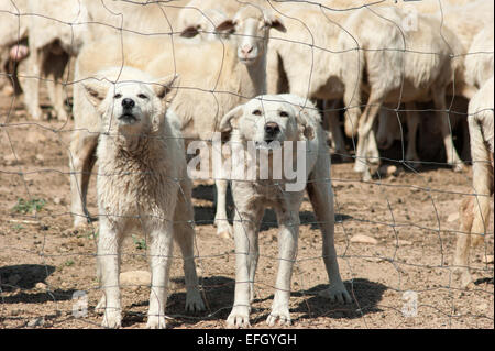 weiße Schäferhunde Stockfoto