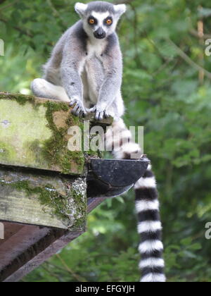 Ring-Tailed Lemur genommen in Paignton Zoo, UK Stockfoto