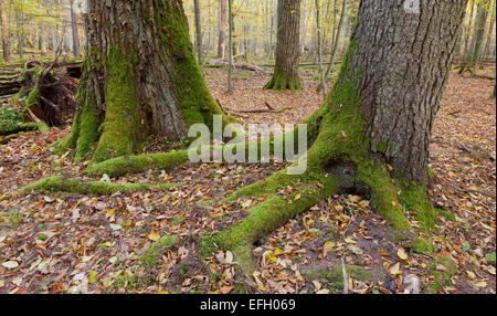 Alte Eiche und Fichte in herbstlichen Laubbäumen stehen von Białowieża Wald Morgen Stockfoto