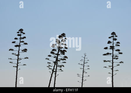 Agave Baum Jahrhundertpflanze mit Blumen abstrakte Silhouette gegen den blauen Himmel. Stockfoto