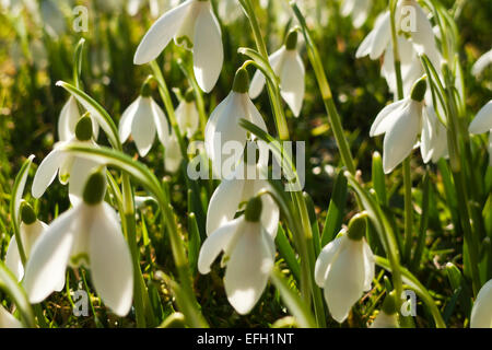 Carmarthenshire, Wales, UK. 4. Februar 2015. Schneeglöckchen blühen im Wintersonne auf einer Wiese im Garten ein Versprechen des Frühlings zu ländlichen Carmarthenshire, West Wales UK bringen.  Die Wettervorhersage für diesen Teil von Wales ist eine strengem Frost über Nacht weiter mit einem trockenen, sonnigen Tag am Donnerstag.  Kathy DeWitt/AlamyLiveNews Stockfoto