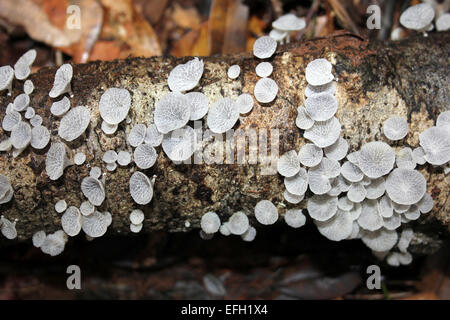 Belize Regen-Wald Pilze Stockfoto