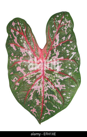 Fancy-leaved Caladium Ausschnitt Stockfoto