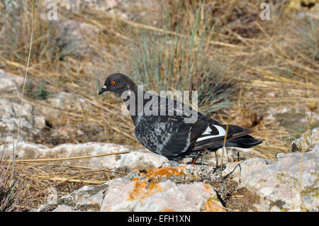 Schwarzer Rock Dove Taube füttern auf dem Boden. Stockfoto