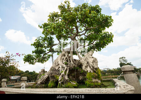 Bonsai-Baum in Da Lat Blumengarten, Vietnam. Stockfoto
