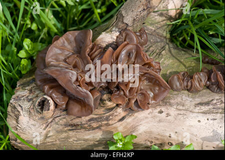 Gelee Ohr Pilze, Auricularia Auricula-Judae, Fruchtkörper auf toten Baumstamm, Berkshire, April Stockfoto