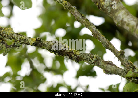 Cankers, Neonectria ditissima und Flechten auf dem Holz und alten Birnenbaum, Berkshire, Juni Stockfoto