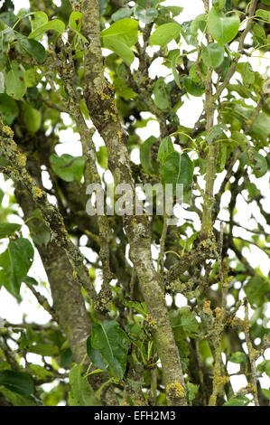Cankers, Neonectria ditissima und Flechten auf dem Holz und alten Birnenbaum, Berkshire, Juni Stockfoto