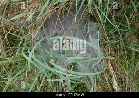 Das Web von einem Jagd Spinne, Lycosidae, mit Tropfen von Tau und gebaut unter dem Rasen an einem nebligen Herbstmorgen, Berkshire, Sep Stockfoto