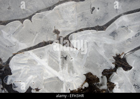Frost und Eis Muster auf gefrorenen Pfütze. Sussex, UK. Januar. Stockfoto