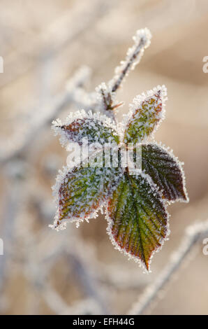 Frost auf Bramble verlässt. Sussex, UK. Januar Stockfoto