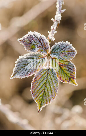 Frost auf Bramble verlässt. Sussex, UK. Januar Stockfoto