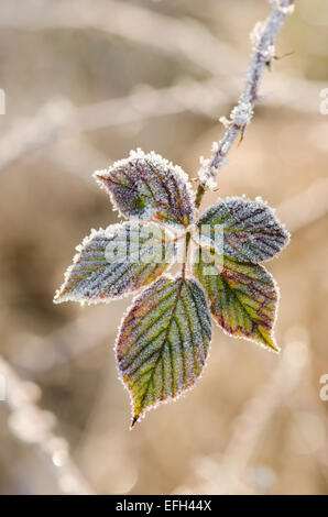 Frost auf Bramble verlässt. Sussex, UK. Januar Stockfoto