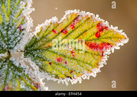 Frost auf Bramble verlässt. Sussex, UK. Januar Stockfoto