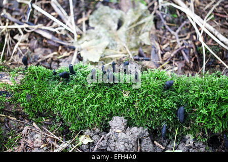 Toter Mann Finger Pilze (Xylaria Polymorpha) wachsen auf einem moosigen toten Baumstamm Stockfoto