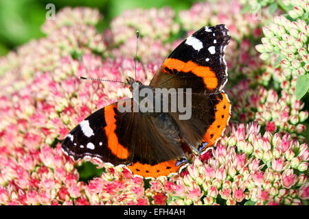 Nahaufnahme eines Schmetterlings des Roten Admirals (Vanessa Atalanta), der auf einer rosa Sedum-Blume ruht, England, Großbritannien Stockfoto