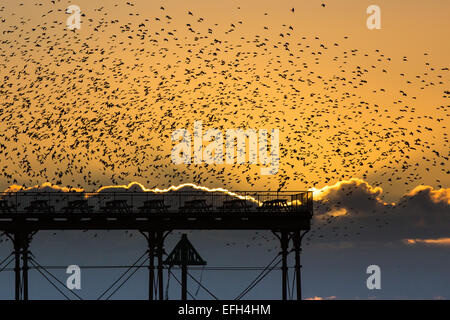 Aberystwyth, Wales, UK. 4. Februar 2015. Großbritannien Wetter. Herden oder Murmurations der Stare über Aberystwyth Pier als die Sonne setzt dramatisch Credit: Alan Hale/Alamy Live News Stockfoto