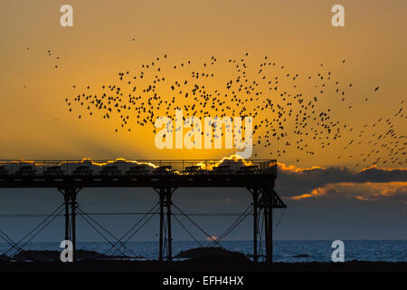 Aberystwyth, Wales, UK. 4. Februar 2015. Großbritannien Wetter. Herden oder Murmurations der Stare über Aberystwyth Pier als die Sonne setzt dramatisch Credit: Alan Hale/Alamy Live News Stockfoto