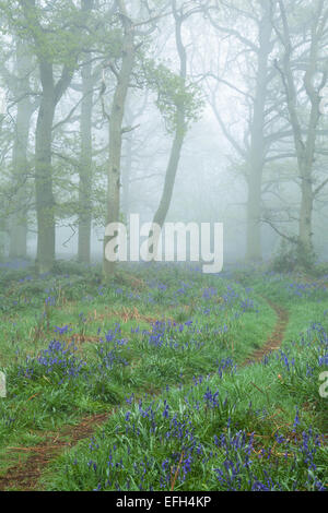 Ein Pfad schlängelt sich unter einem Teppich von Glockenblumen und alten Bäumen im frühen Morgennebel im Frühjahr, Northamptonshire, England Stockfoto