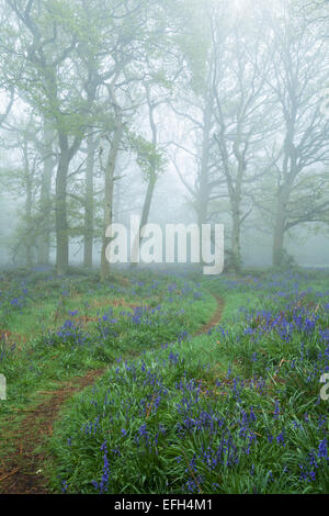 Ein Pfad schlängelt sich unter einem Teppich von Glockenblumen und alten Bäumen im frühen Morgennebel im Frühjahr, Northamptonshire, England Stockfoto